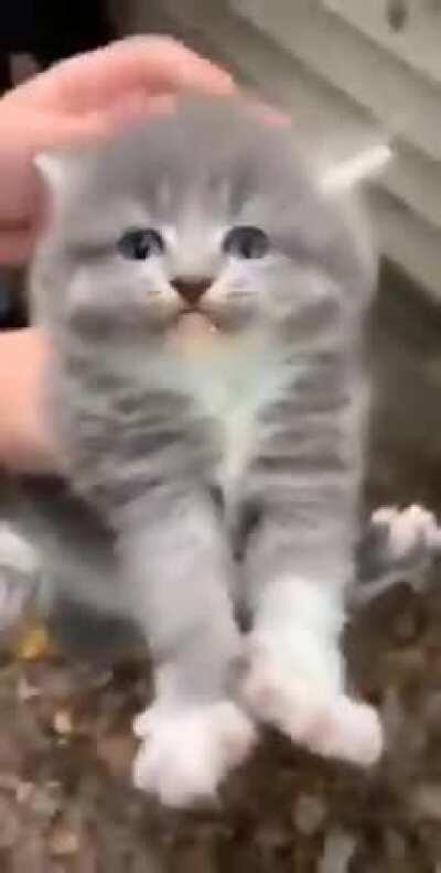 Cat.exe has stop working