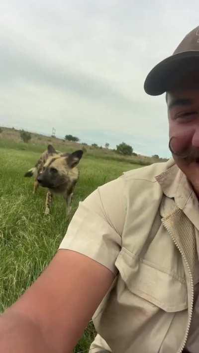 African Wild Dog is trying to say something.