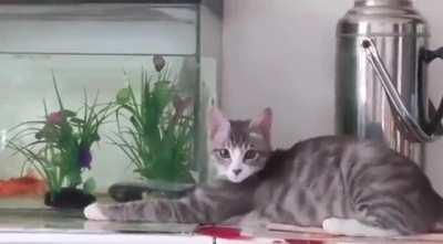 Perfectly calculated pounce gets ruined by 