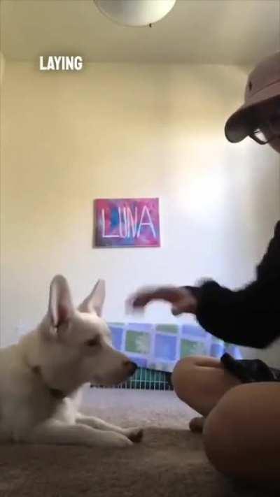He taught his dog who is deaf the sign language