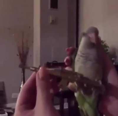 Angry Parrot