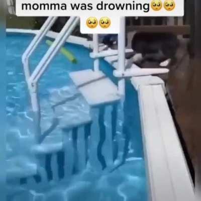 Puppy thought his momma was drowning