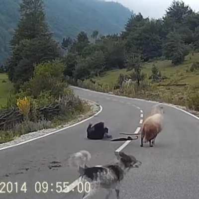 sheep play dirty too