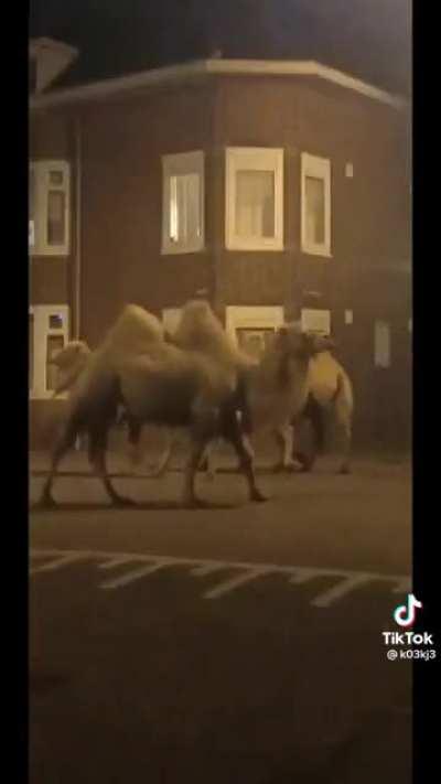 ik🐫ihe