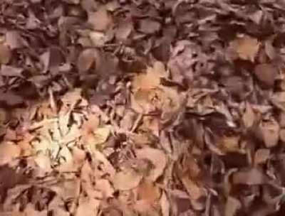 Now you can't see me, now you can