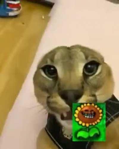 floppa fards everywhere 😋😋😍🤓🤣🤣😂😆