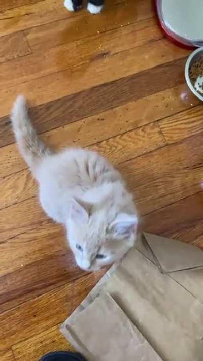 One of my babies squeaks for food