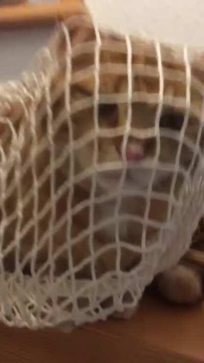 Heard sad cat noises from the kitchen and found Oliver all tangled up