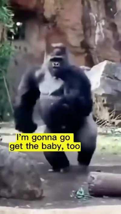 Gorilla sees a child and shows her child
