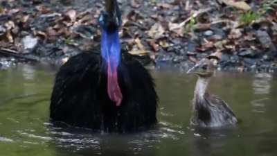 After a female cassowary lays a clutch of eggs, she leaves the nest handing the duty of incubating the eggs and caring for the young solely to the male. The female will then move on to another male and repeat the process. This is a southern cassowary and 