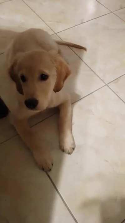 Cute golden retriever puppy eating an apple