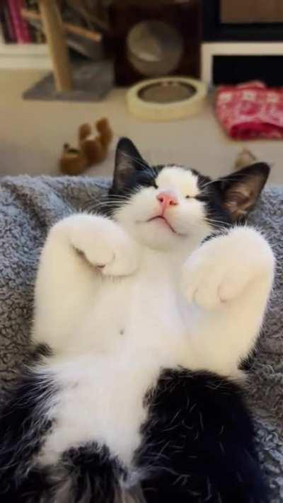 I finally caught him dreaming on video!! His name is Salem and he’s 4 months old 🥺