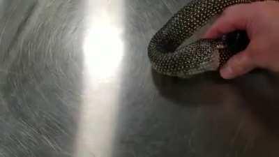 Just a little nibble!