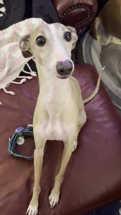 The way he takes treats, I am crying 😭🤣🤣