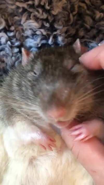 The scritches are hitting different today...