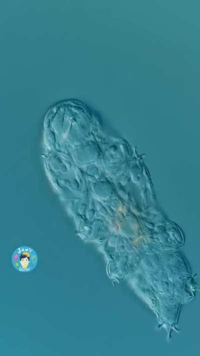 Small But Out For A Walk - Close Up Look, Tardigrade/Water Bear