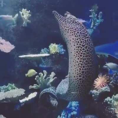 sEA drAgOn fInds OUt It Is ALLErgIc tO wAtEr. DiEs.