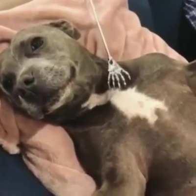 The life of a scratcher