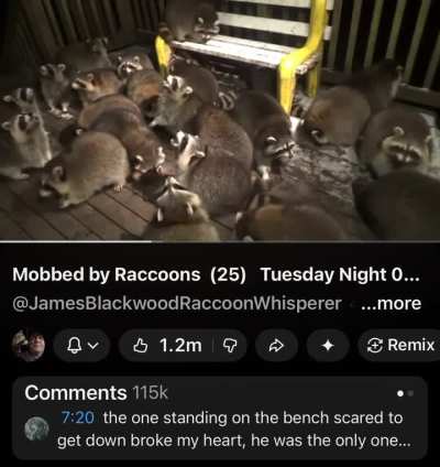 Hungry raccoons devour handfuls of grapes (The Raccoon Whisperer)