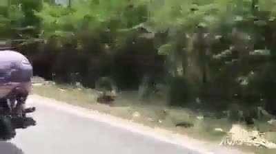 peita o magrao na moto