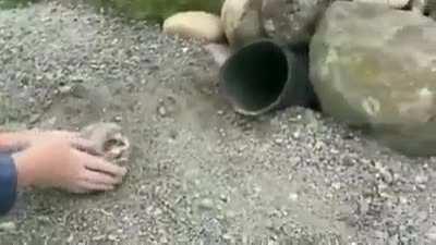 Some adorable little anger rounds.