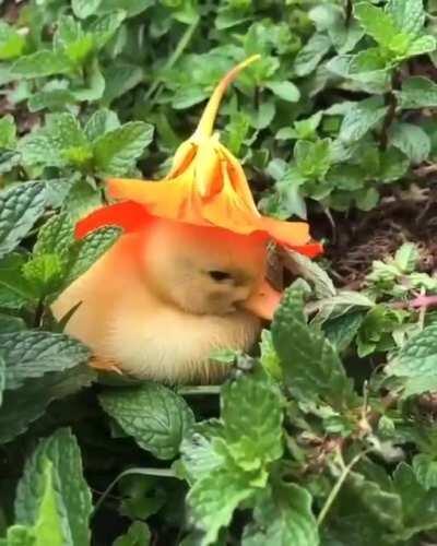 никакой жести и политике, просто пушистый комочек в шапочке