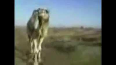 Arabfunny and 21st Century cross Rainbow dash cum inside spooky goat pigeon boom moment 😳😳😳😳😈😡👽👽☹️🙁👁️👄👁️💢