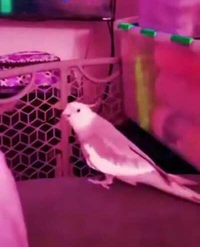 I hope this fits the sub