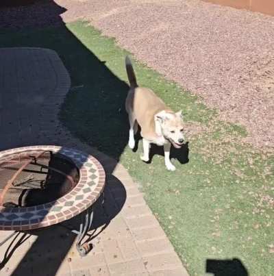 Indy (16) doing some post breakfast zoomies