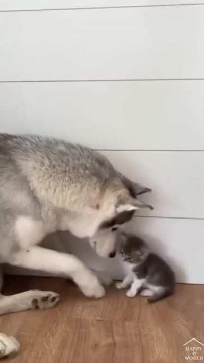 Look how gentle he's trying to be.