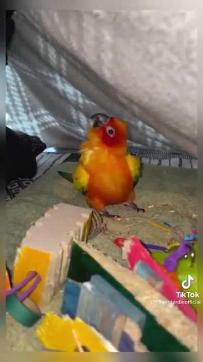 Spreading Birb Love: Day 10