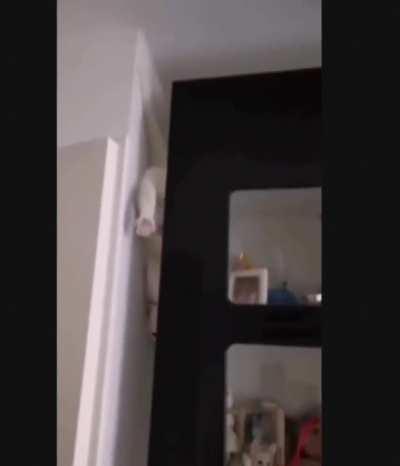 Slugcat in real life.