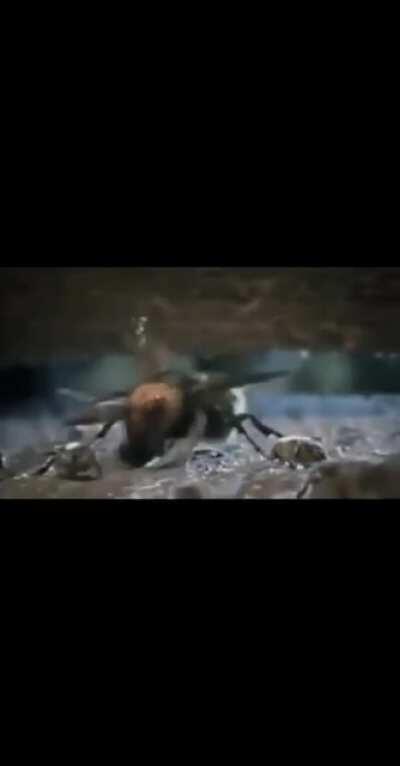 Got this from my dank memes group