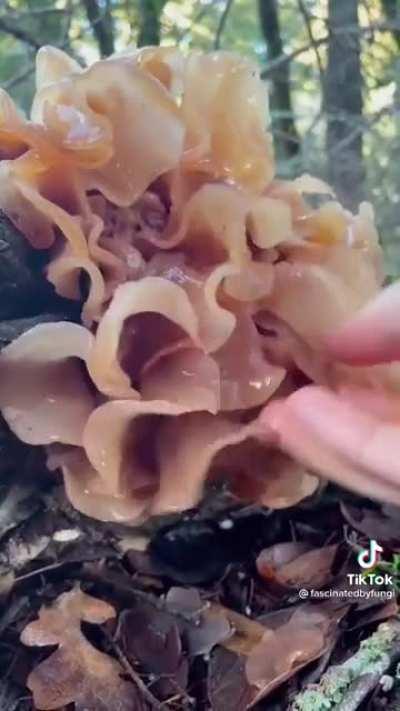 Cursed_mushroom foraging