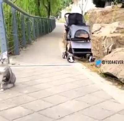 Now this doge...😏😂