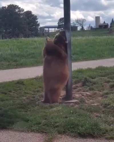 Bear Scratching It’s Back With a Pole