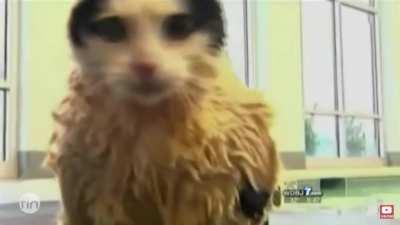 Tv presenter can’t keep a straight face while talking about a chonker trying to dechonk