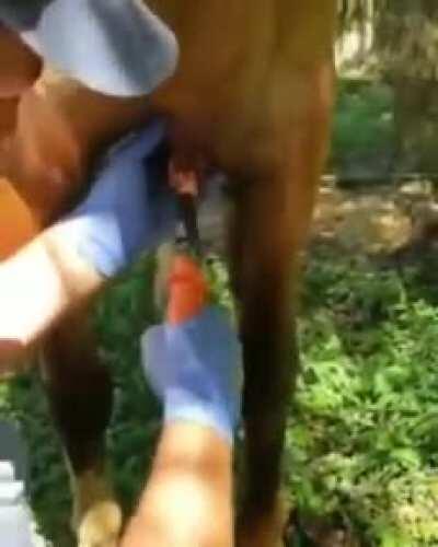 Removing a plank sized splinter from a horse