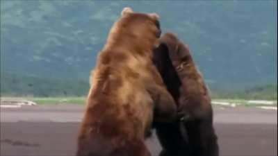 Basically Real Sumo Wrestling Match Between Two Grizzly Bears
