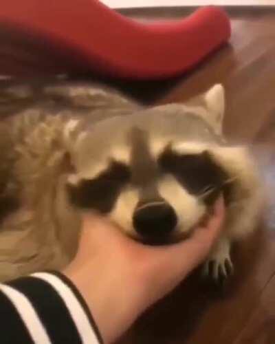 Pet the raccoon