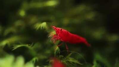 Adult swim inspired lofi shrimp bumper