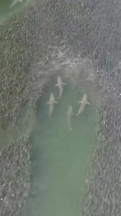 🔥 Fish Making Way For Sharks