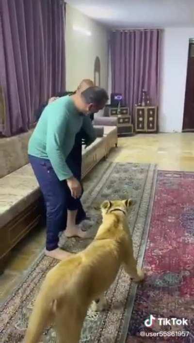 WCGW Bringing A Lion To Someone's House