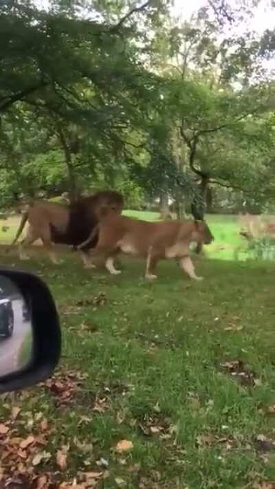 Lions were just too much to handle