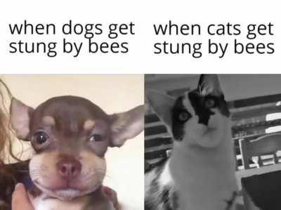 Why yes, I eat bees. how did you know?