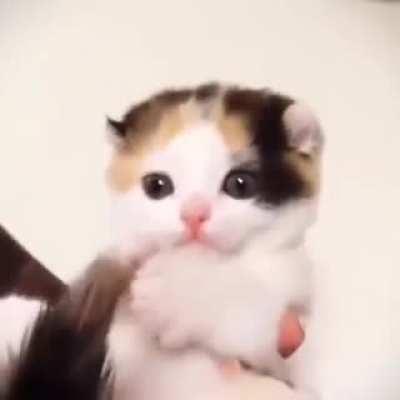 New to the subreddit. Does a forbidden snack for a kitten count? Tails are not edible, little one.