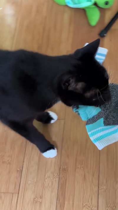 Harpo loved socks and papers as much as stuffies