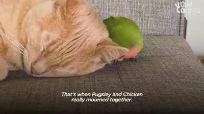 Cat Is Obsessed With His Tiny Love Bird