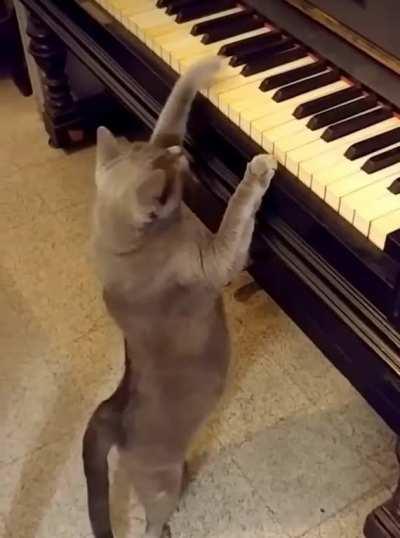 Music Catculus