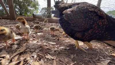 Our latest Dark Cornish brood.
